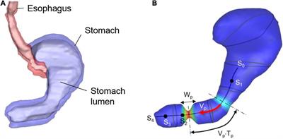 Computational Modeling of Drug Dissolution in the Human Stomach